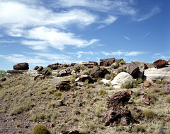 Petrified Wood Hill