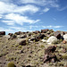 Petrified Wood Hill