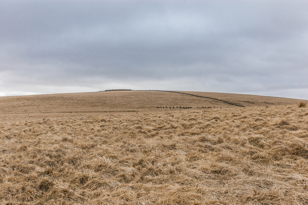 Dartmoor -  20160319