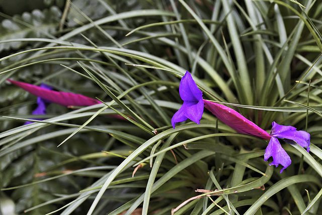 A Floral See-Saw – Orchid House, Princess of Wales Conservatory, Kew Gardens, Richmond upon Thames, London, England