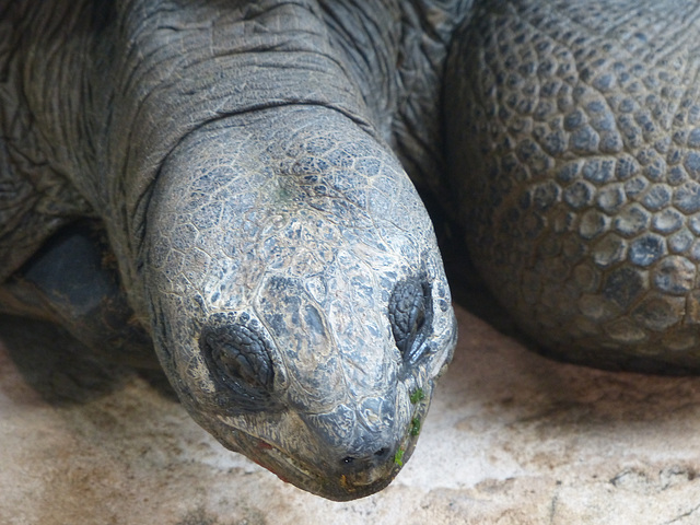 Schönbrunn Zoo (9) - 21 August 2017