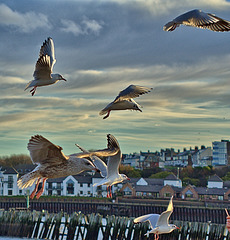 Gulls at North Shields