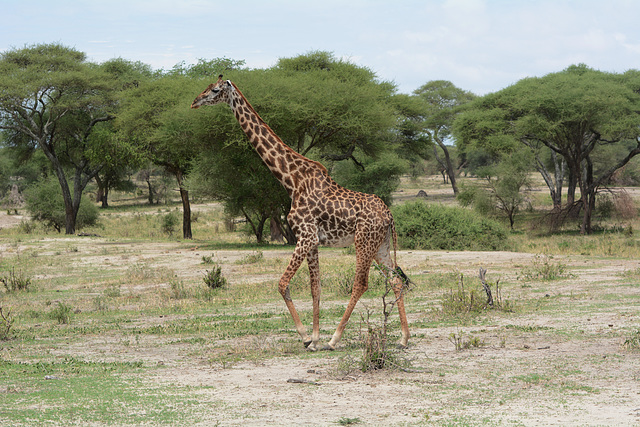 Tarangire, Walking Giraffe