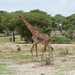 Tarangire, Walking Giraffe