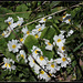 Primula acaulis horticole- primevère commune