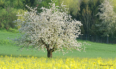 Kirschbaum in Vollblüte