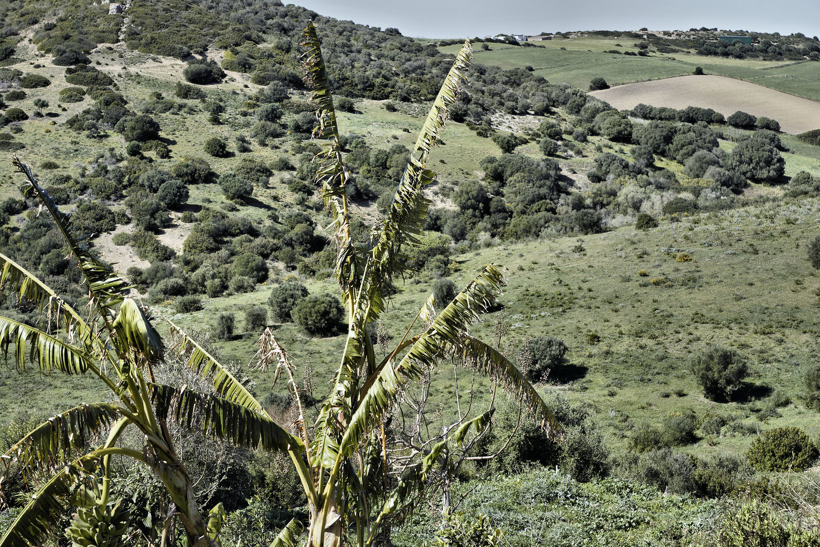 Fronds and Fields – Viewed from Hotel Sindhura, Vejer de la Frontera, Cádiz Province, Andalucía, Spain