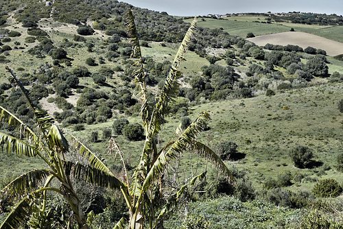 Fronds and Fields – Viewed from Hotel Sindhura, Vejer de la Frontera, Cádiz Province, Andalucía, Spain