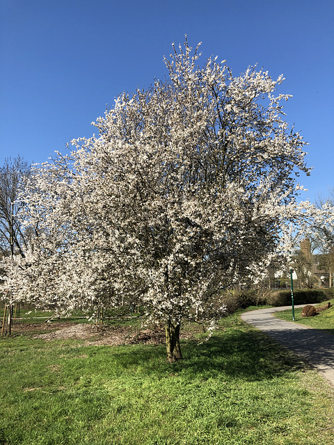 Frühling in Bachem