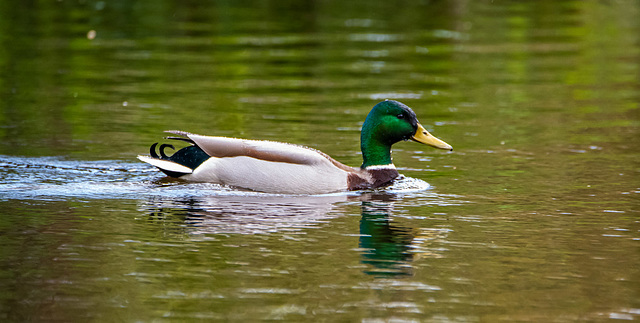 Mallard