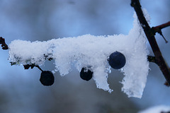 Schlehen oder Schneehen