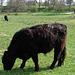 Galloways ohne Zaun oder Graben