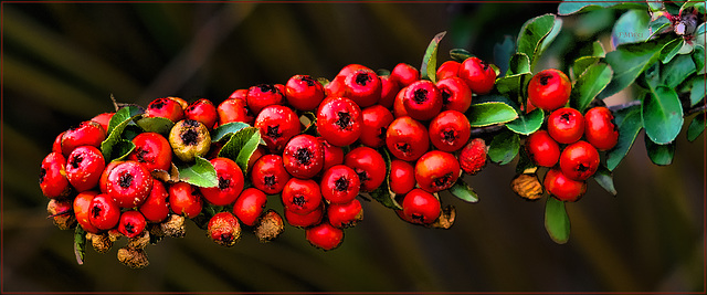 Feuerdorn / firethorn / buisson ardent