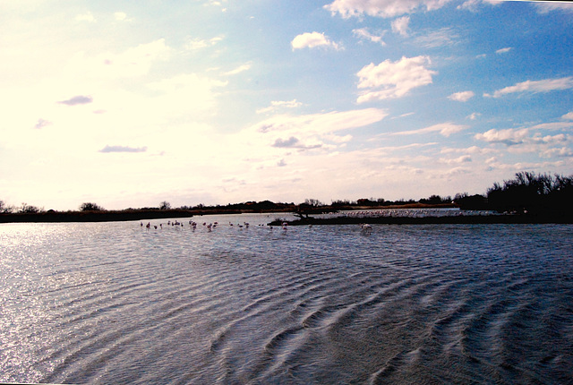 Réserve ornithologique du Pont de Gau