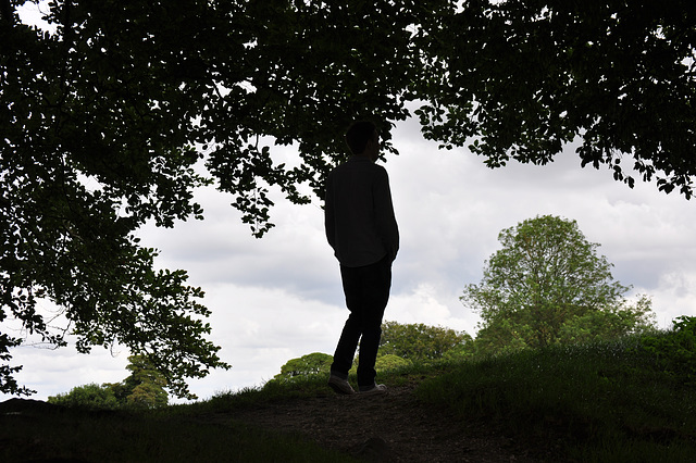 Under a Beech Tree