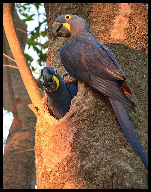 Arara Azul/ Hyacinth Macaws