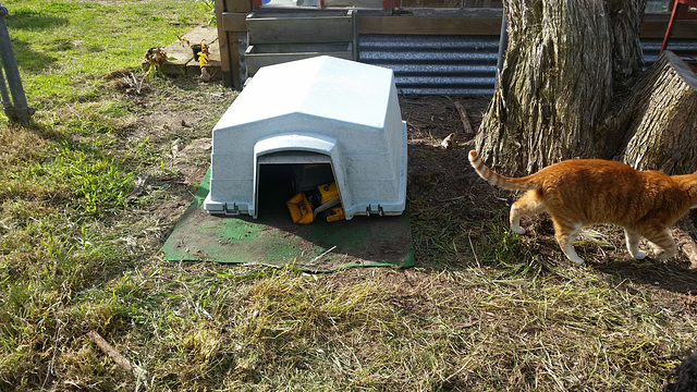 giant cat and tractor shed