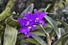 Purple Orchids – Orchid House, Princess of Wales Conservatory, Kew Gardens, Richmond upon Thames, London, England