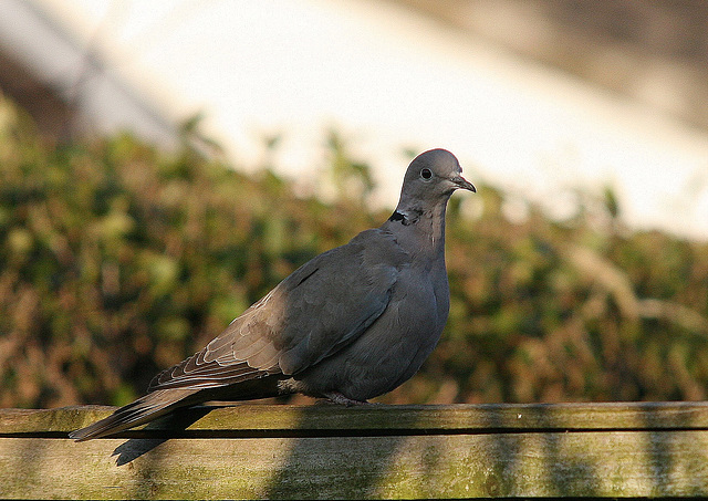 Collared Dove (Steptopelia decaocto) Staxyon North Yorkshire 18th March 2009