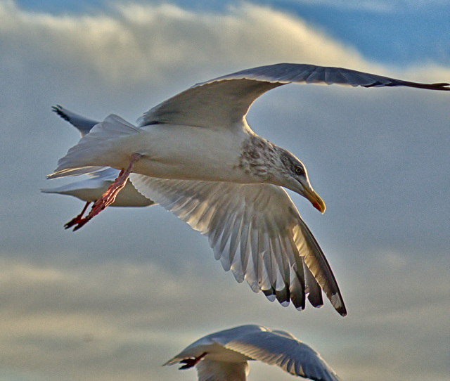 Gulls at North Shields