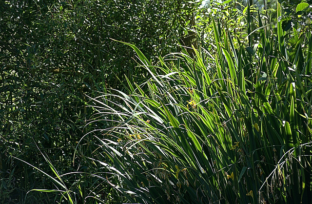 Summer Light 6