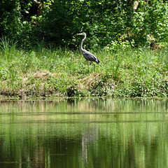 Great blue heron (Ardea herodias)