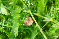 Braune Tageule (Euclidia glyphica)