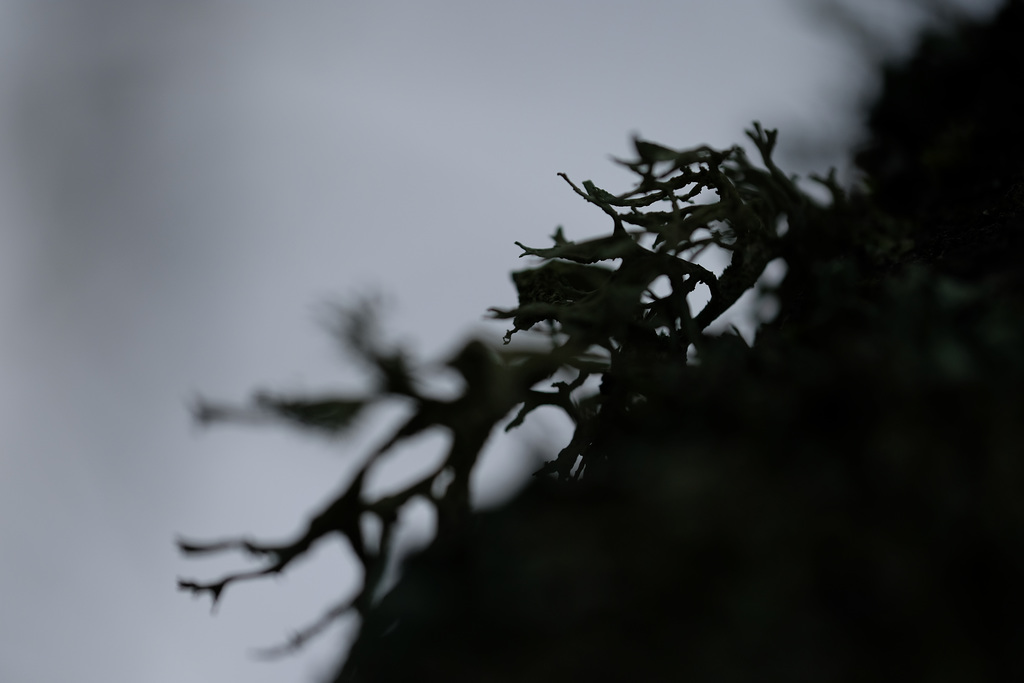 DSCF2891