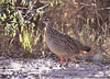 Red-legged partridge