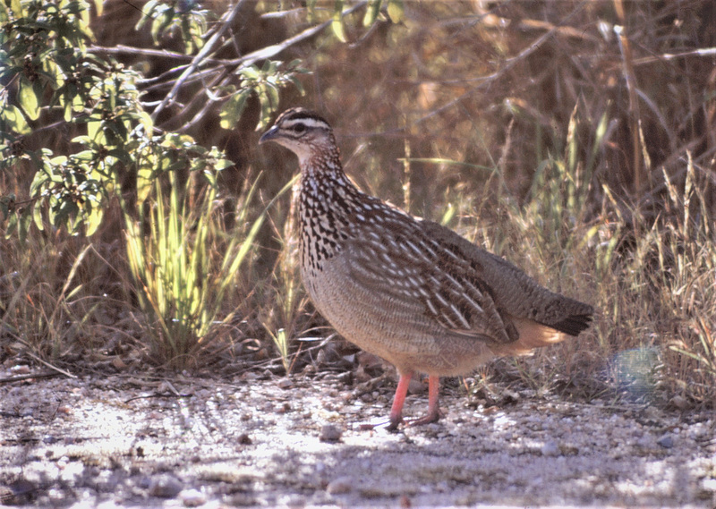 Red-legged partridge