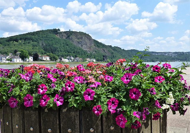 DE - Remagen - Blumiger Blick zur Erpeler Ley