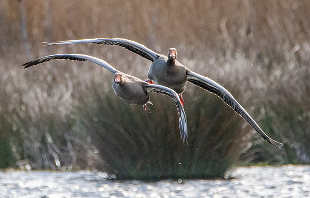 Greylag geese