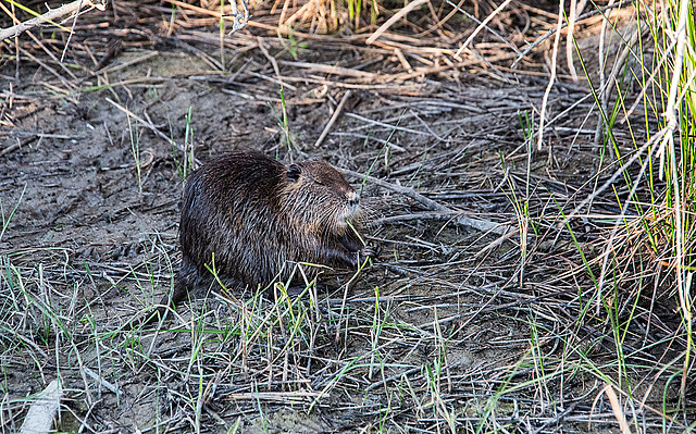 20150525 8219VRAw [F] Nutria, Tour Carbonnière, Camargue