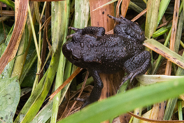 20151006 8948VRAw [D~MS] Erdkröte (Bufo bufo) [JT], Münster