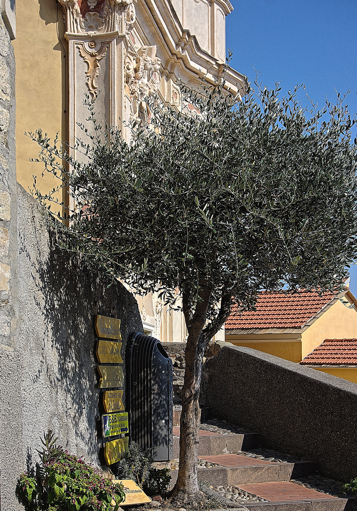 Cervo