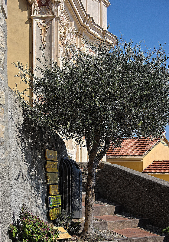 Cervo