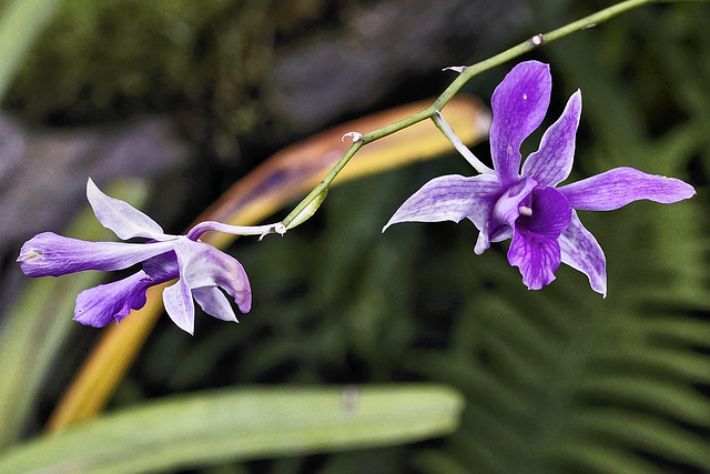The End of the Line – Orchid House, Princess of Wales Conservatory, Kew Gardens, Richmond upon Thames, London, England