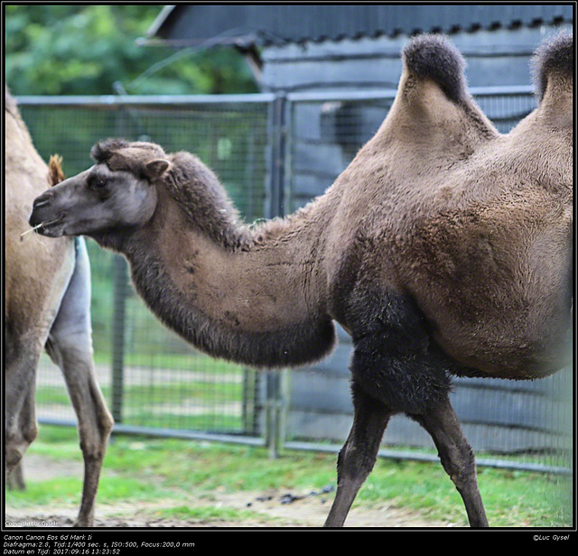 IMG 8572.jpg 2017 09 16 Zoo Planckendael II