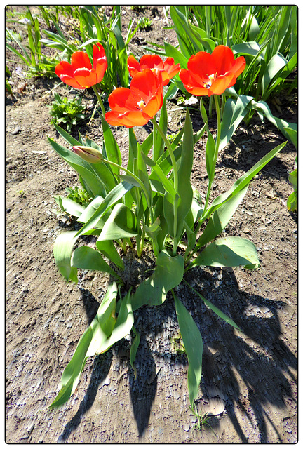 Tulips