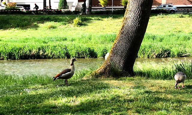 Nilgänse