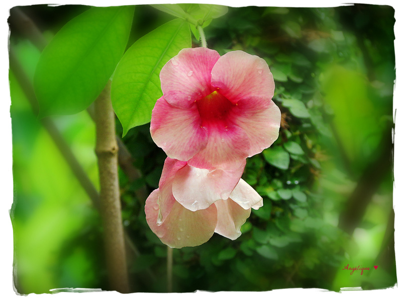 Allamanda cathartica...........Bon We à tous !