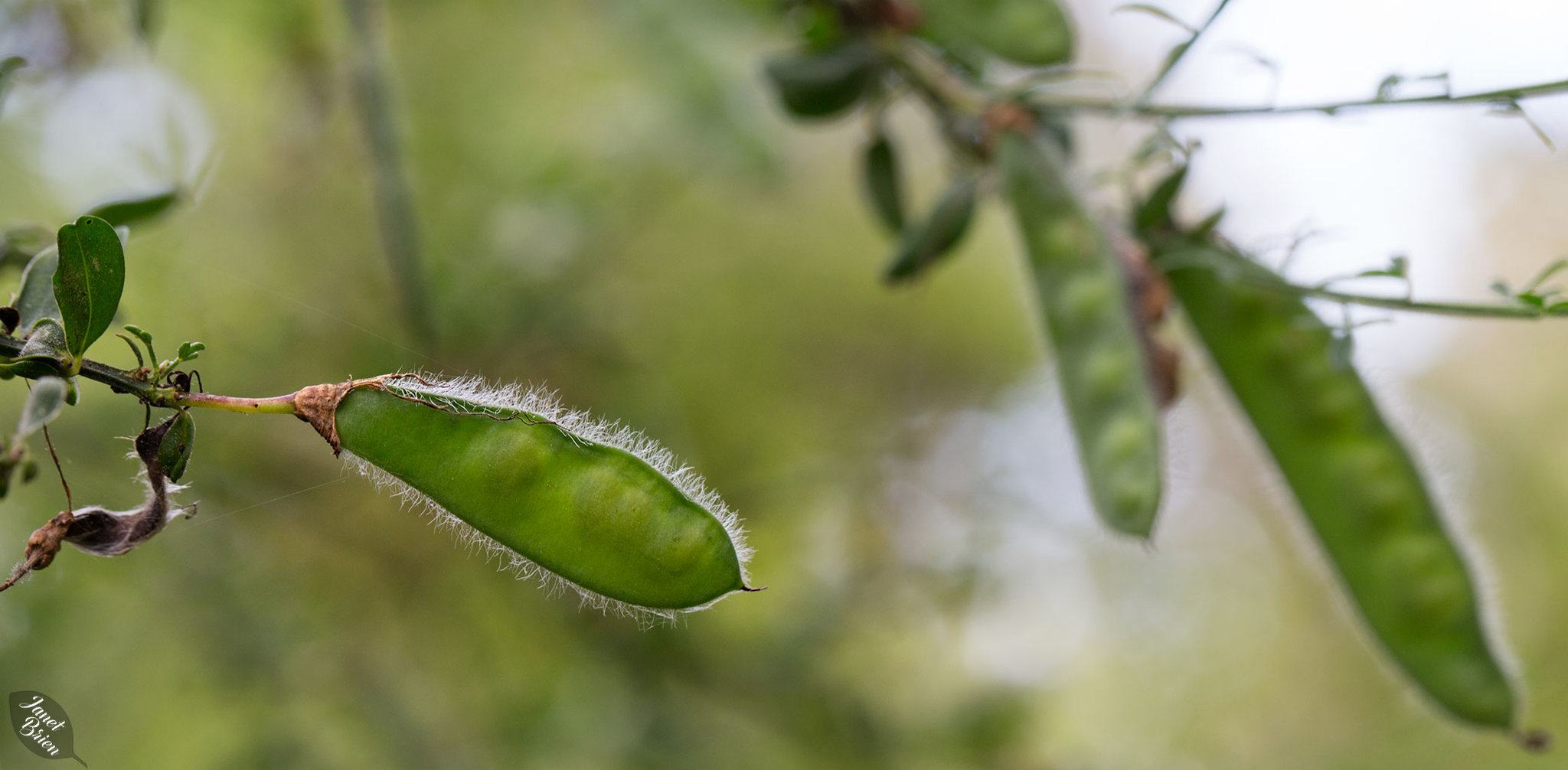 Beautiful Scotch Broom Seed Pods at Bullard's Beach State Park (+9 insets!)