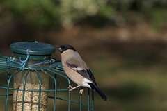 Female Bullfinch