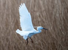 Little egret