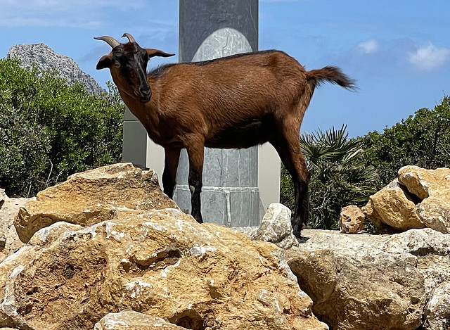 Wild goat, Formentor Peninsula