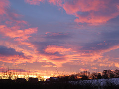 Fluffy Pink Dawn