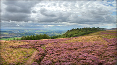 The Hether Moor. The Hether Moor.