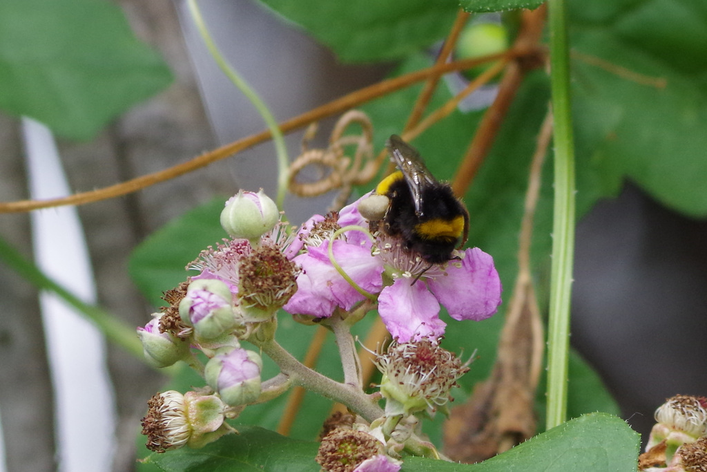 bourdon sur fleur de mure