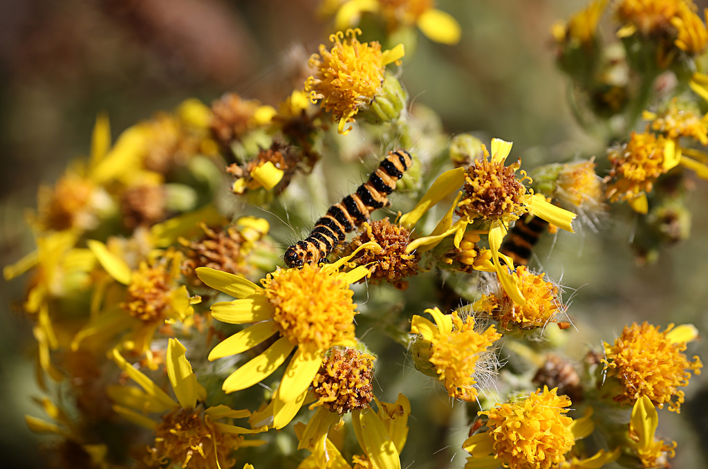 Cinnabar Caterpillars on Ragwort