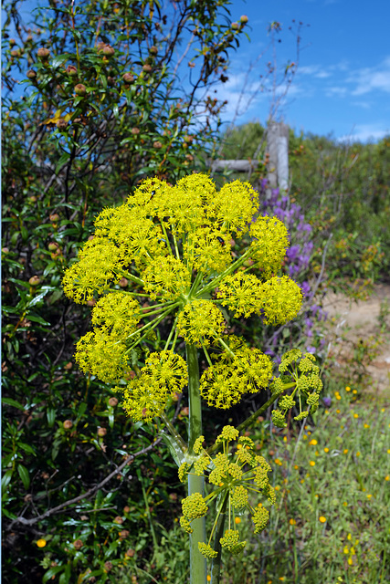 Thapsia transtagana, Canafrecha, Apiales, HFF